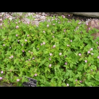 Tradescantia x Andersoniana Rubra (fam. Commelinacees) (1)